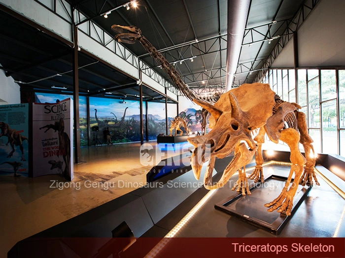 Replica Dinosaur Fossils Complete Dinosaur Fossils Triceratops Skeleton