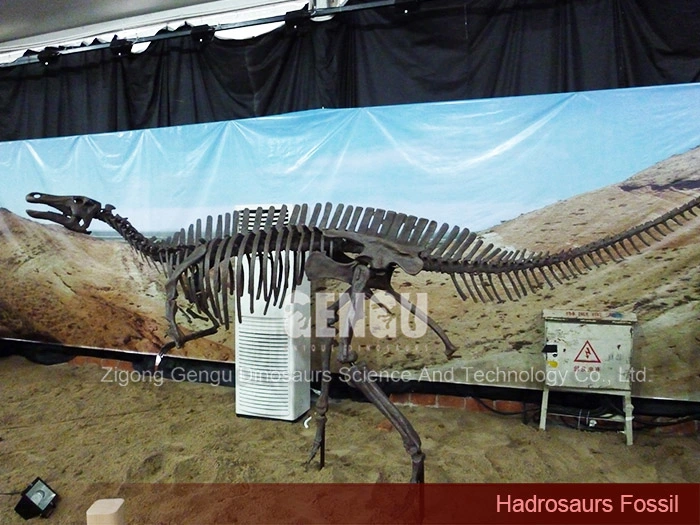 Museum Dinosaur Skeleton Life Size Dinosaur Skeleton Hadrosaurus Fossil