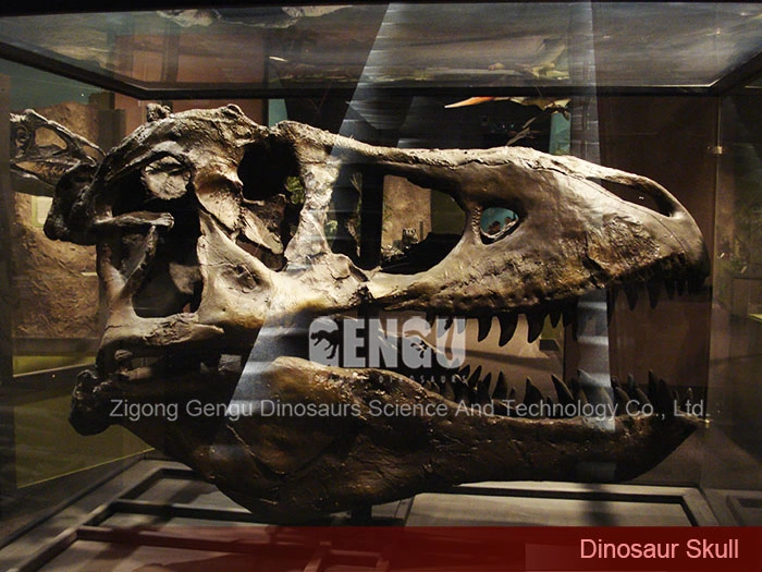 Dinosaur Skeleton Exhibit Museum Dinosaur Skeleton Dinosaur Fossils Sale