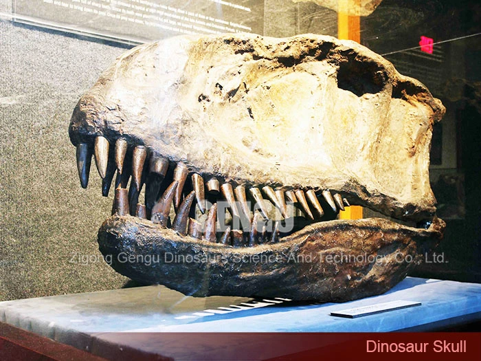 Museum Quality Dinosaur Skeleton Dinosaur Fossils Dinosaur Fossil for Sale