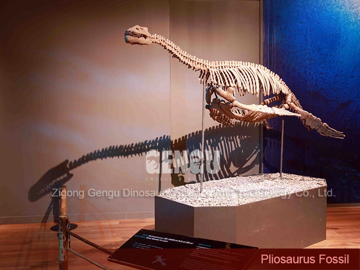 Complete Dinosaur Fossils Dinosaur Vertebrae Pliosaurus Fossil
