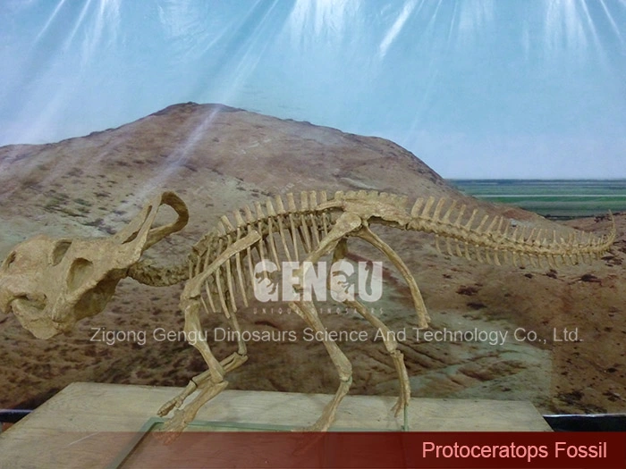 Complete Dinosaur Fossils Dinosaur Vertebrae Protoceratops Fossil