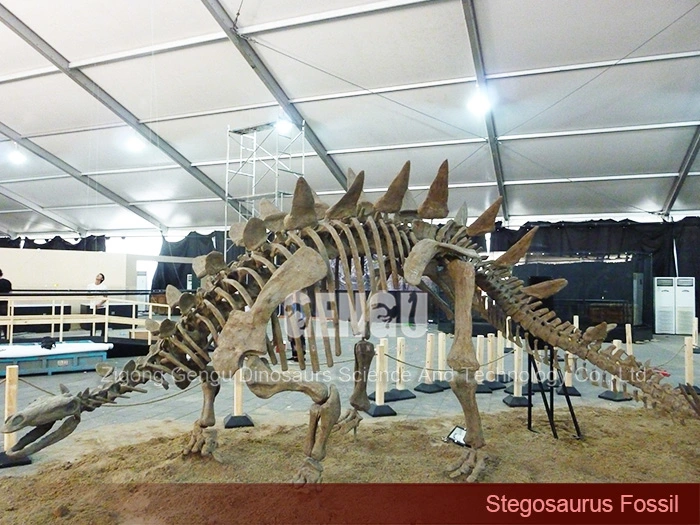 Dinosaur Fossil Molds Life Size Dinosaur Skeleton Stegosaurus Skeleton