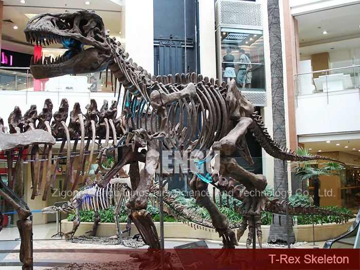 Life Size Dinosaur Skeleton Exhibit T-Rex Skeleton