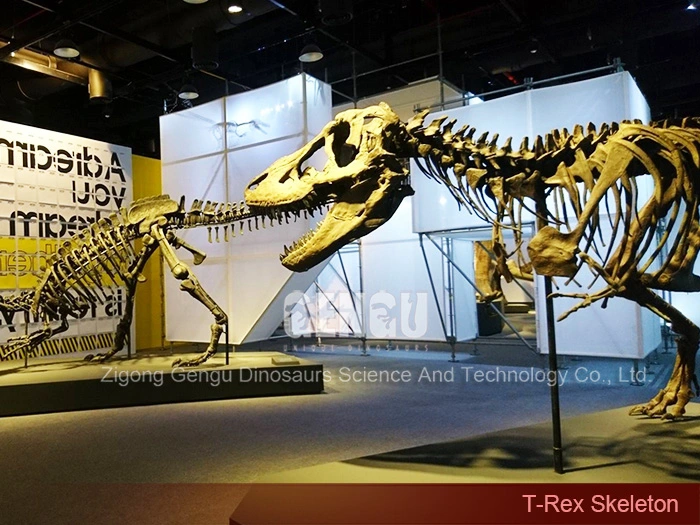 Life Size Dinosaur Skeleton Dinosaur Skeleton Exhibit T-Rex Skeleton