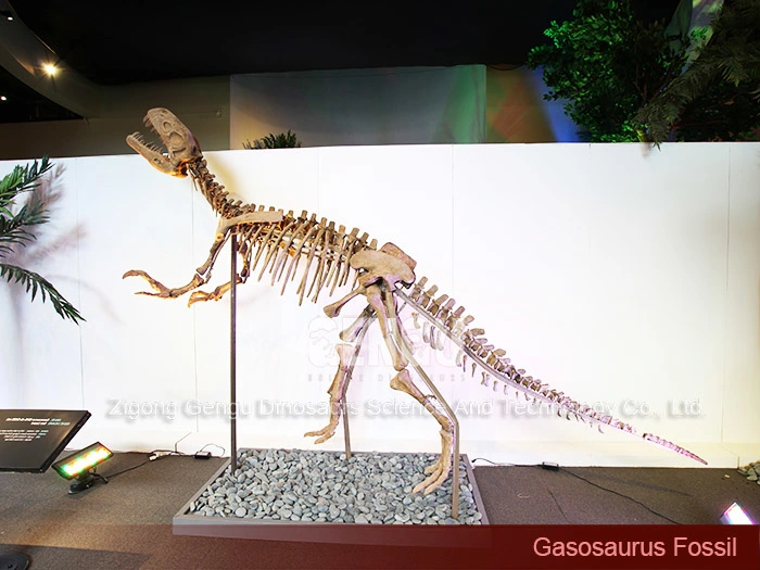 Dinosaur Vertebrae for Sale Dinosaur Skeleton Exhibit Gasosaurus Fossil
