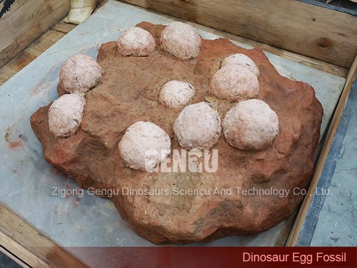 Dinosaur Egg Fossils Museum Dinosaur Skeleton Dinosaur Replica Fossils Sale