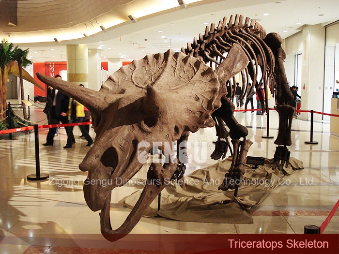 Dinosaur Fossil Replica Museum Dinosaur Skeleton Triceratops Skeleton