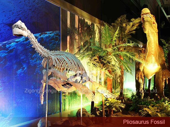 Complete Dinosaur Fossils Museum Dinosaur Skeleton Pliosaurus Fossil