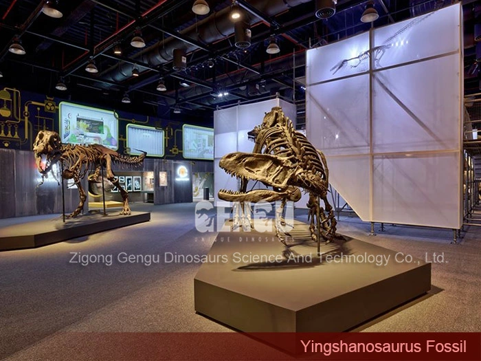 Dinosaur Vertebrae Sale Museum Dinosaur Skeleton Yingshanosaurus Skeleton