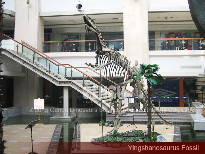 Giant Dinosaur Fossil Complete Dinosaur Fossils Yingshanosaurus Skeleton