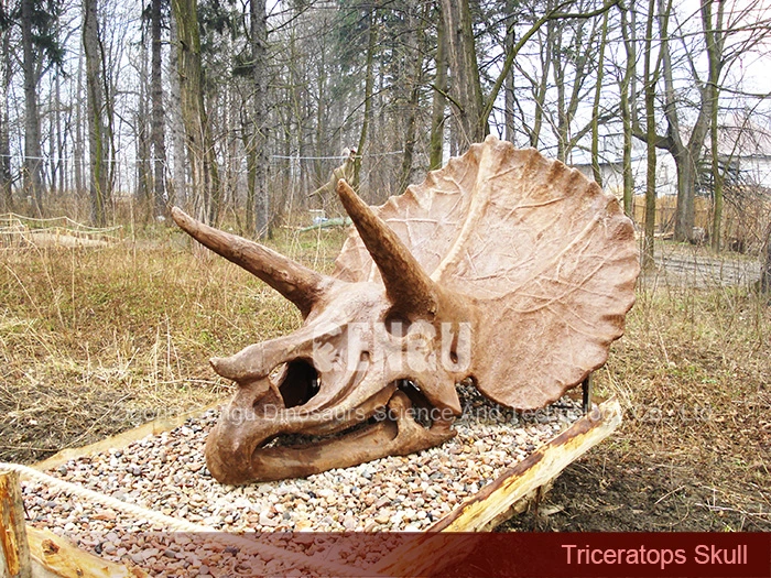 Dinosaur Fossil Molds Dinosaur Skeleton Replica Triceratops Skull