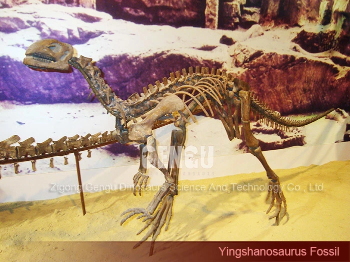Dinosaur Fossil Replica Complete Dinosaur Fossils Yingshanosaurus Skeleton