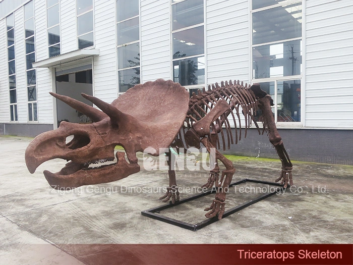 Dinosaur Fossil Replica Complete Dinosaur Fossils Triceratops Skeleton
