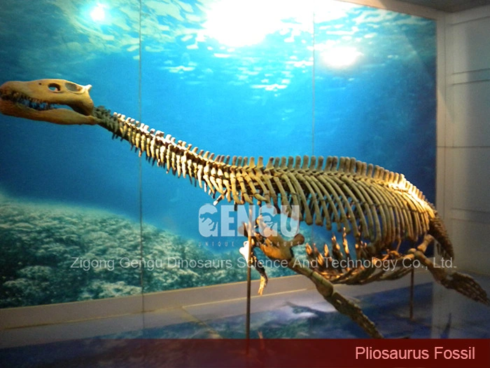 Dinosaur Skeleton Replica Museum Quality Dinosaur Skeleton Pliosaurus Fossil
