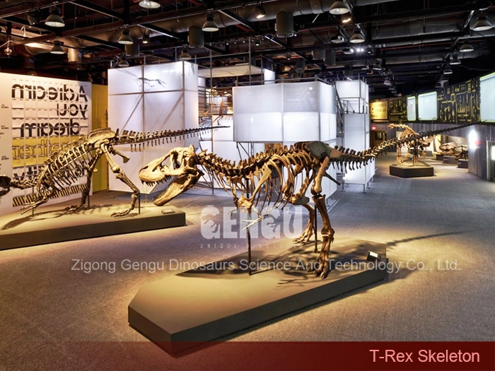 Replica Dinosaur Fossils Complete Dinosaur Fossils T-Rex Skeleton