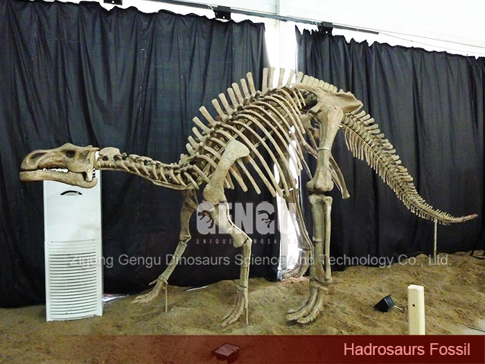 Dinosaur Vertebrae for Sale Life Size Dinosaur Skeleton Hadrosaurus Fossil