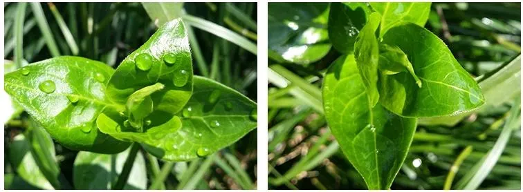 Foliar Spray Adjuvant with Super Spreading and Wetting in Agricultural Drone and Drip Irrigation