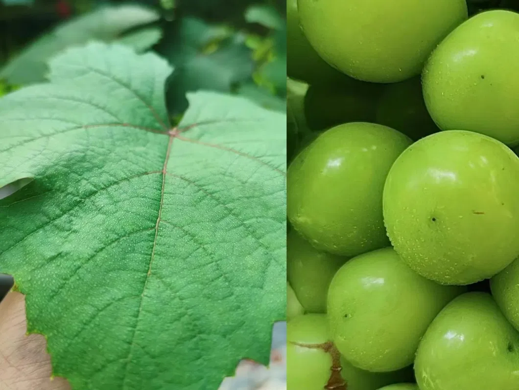 Farm Sprayer - Intelligent Crop Spraying System