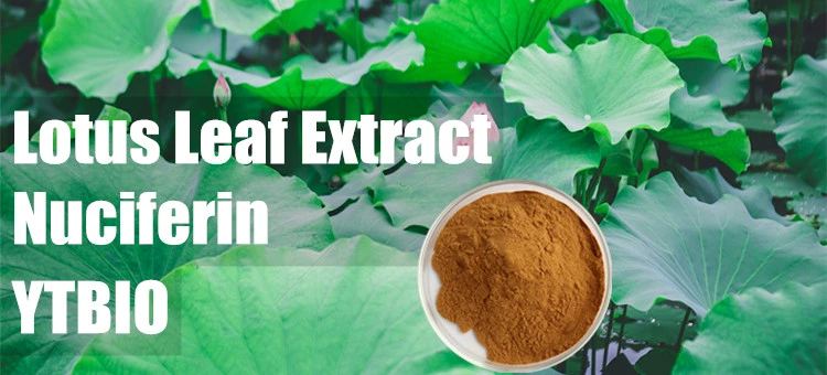 High Quality Lotus Leaf Extract Powder Nuciferin