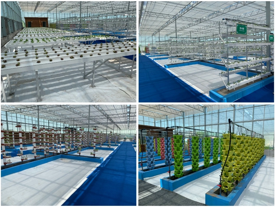 Efficient Polycarbonate Greenhouse and Cocopeat Hydroponic for Tomato Growing