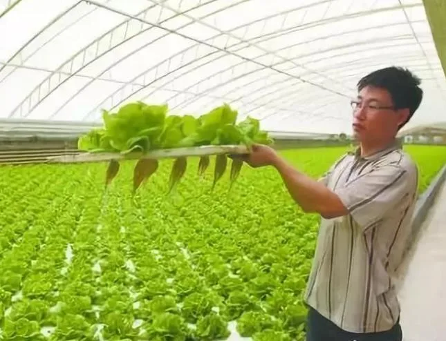 Efficient Polycarbonate Greenhouse and Cocopeat Hydroponic for Tomato Growing