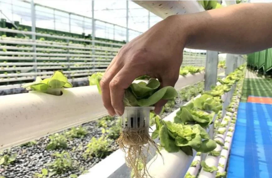 Efficient Polycarbonate Greenhouse and Cocopeat Hydroponic for Tomato Growing