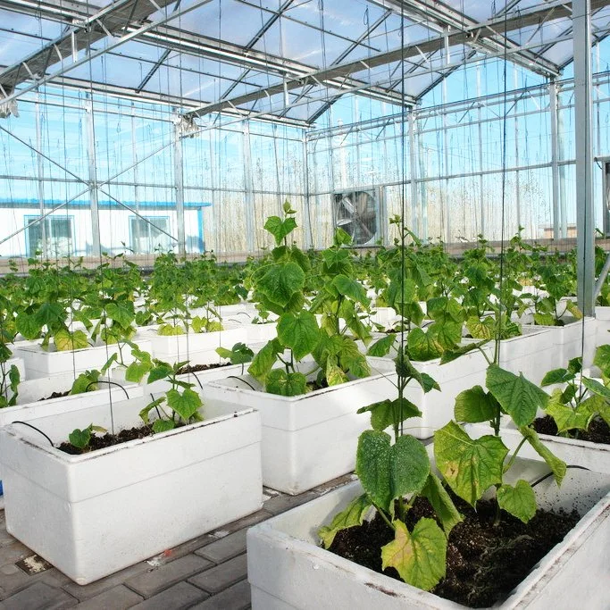 Efficient Polycarbonate Greenhouse and Cocopeat Hydroponic for Tomato Growing