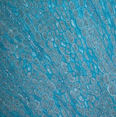  BestScope BS-2082MH10 40x-1000x Investigación de lámpara halógena Biological Multi-Head Microscope