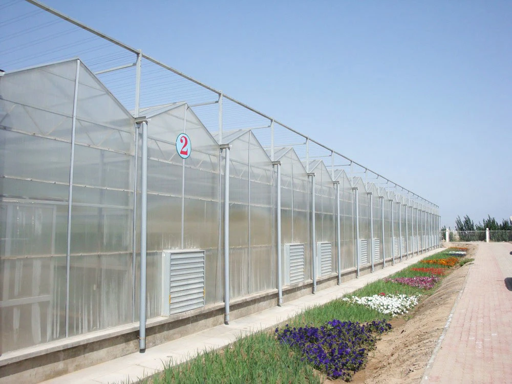 Agriculture Multi Span PC Sheet Hydroponic Greenhouse