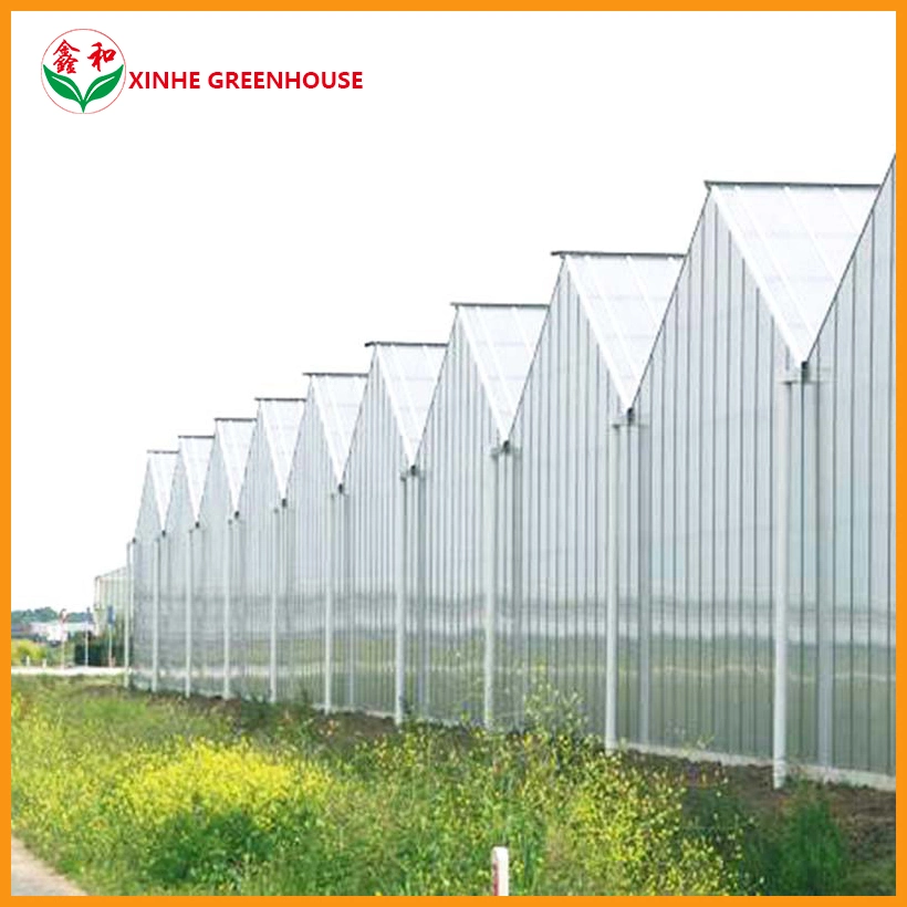 Agriculture Multi Span PC Sheet Hydroponic Greenhouse