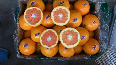  Los suministros de fábrica directamente para la exportación de naranja fresco