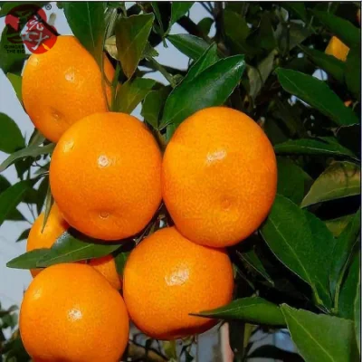Nanfeng dulce bebé naranja mandarina