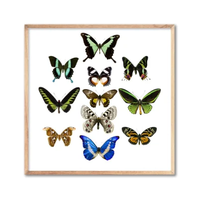 Custom HD Print Colorful Butterfly telaio galleggiante Wall Art all&prime;ingrosso Pittura tela cornice
