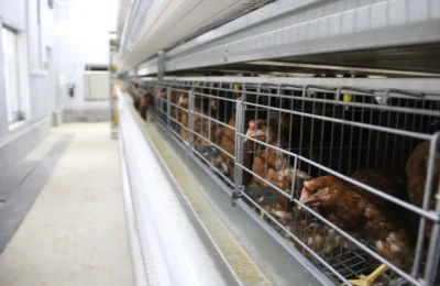 Grande struttura in acciaio leggero Pollo Coop con attrezzatura di alimentazione completa