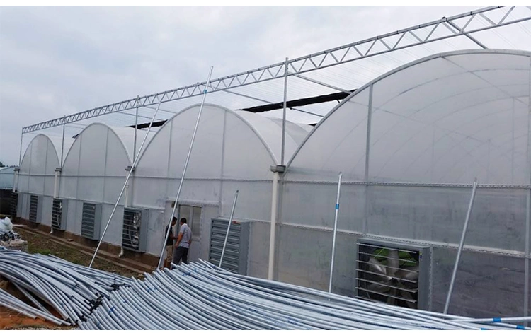 Multi-Span Tunnel Plastic Film Hydroponics Growing Tomatoes Greenhouse Frame