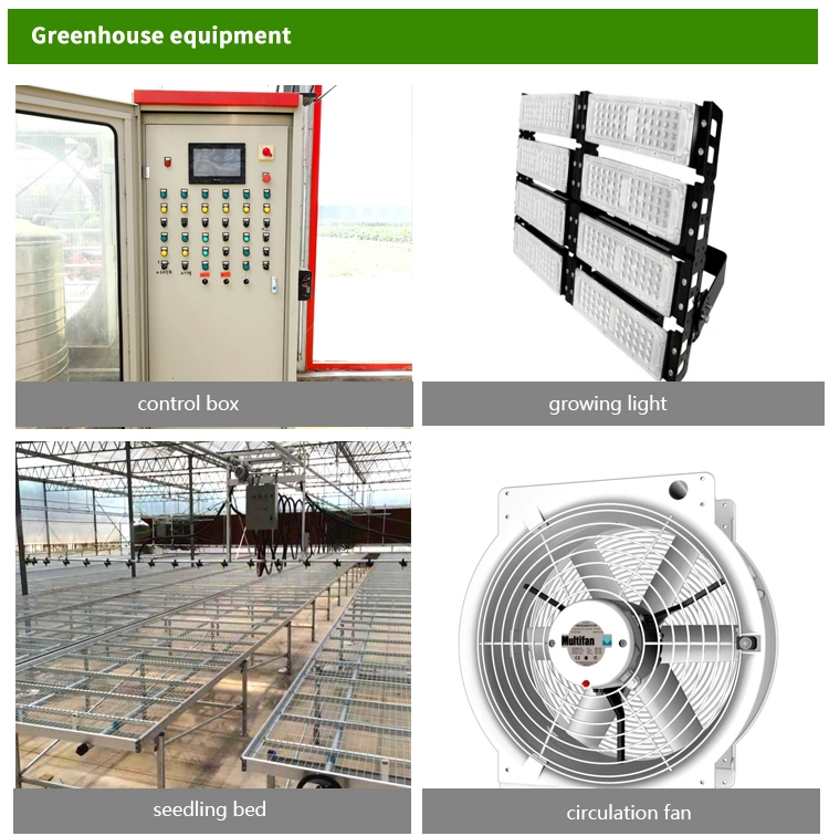 Multi-Span Tunnel Plastic Film Hydroponics Growing Tomatoes Greenhouse Frame