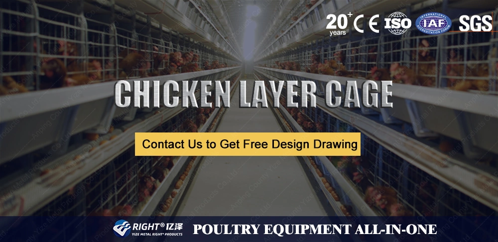 Layer Chicken Cage Tier Frame Mesh Wire Galvanized Steel Customizable Large Frame