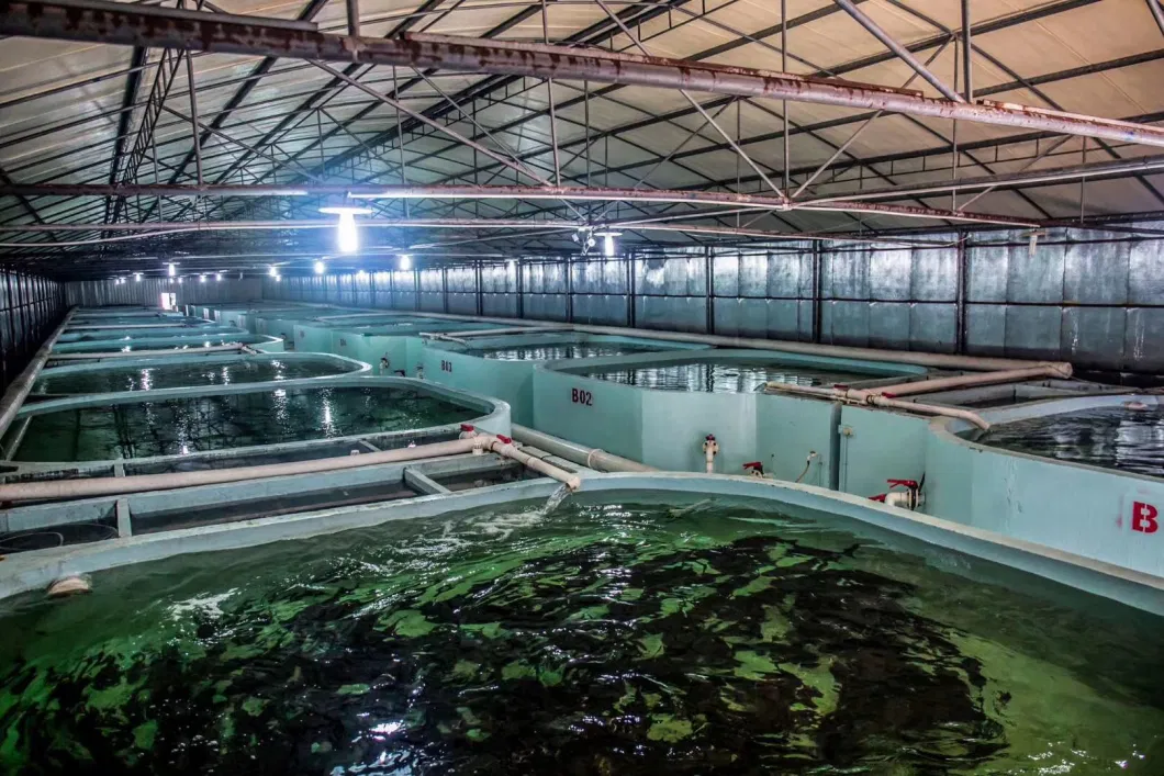 Ras Indoor High Density Fish Farm Aquaculture System for Grouper or Seabass Fish Ras
