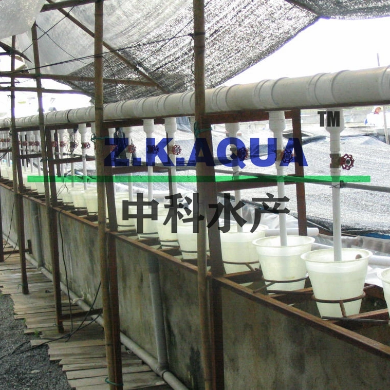 Ras Indoor High Density Fish Farm Aquaculture System for Grouper or Seabass Fish Ras