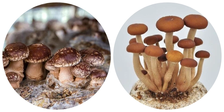 Mushroom Substrate Grow Bags Steam Sterilizer for Mushroom Cultivation