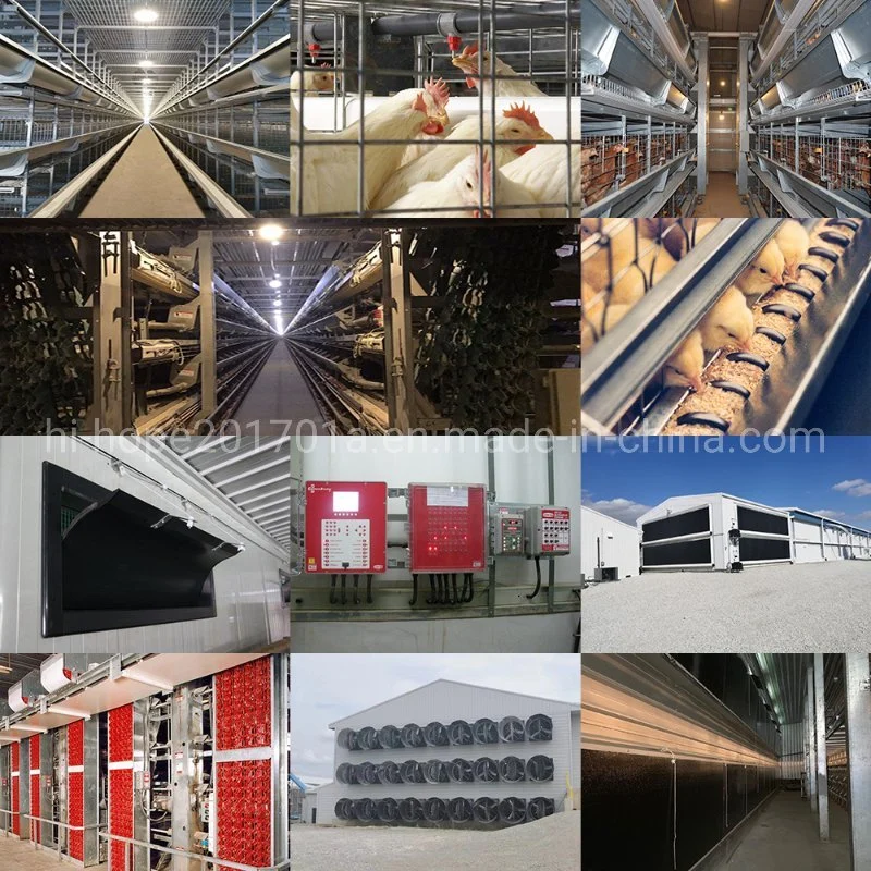 Modern Galvanized Tube Steel Material Structure for Poultry Shed