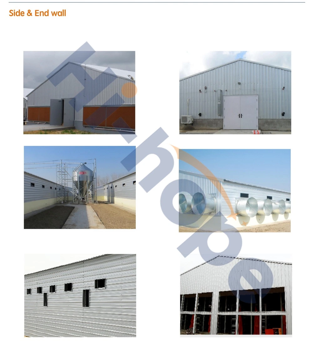 Modern Galvanized Tube Steel Material Structure for Poultry Shed