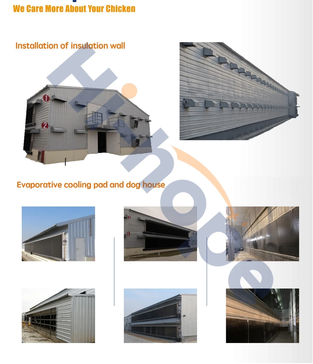 Modern Galvanized Tube Steel Material Structure for Poultry Shed