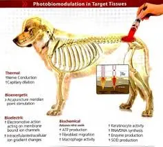 Laseev Yaser Diode Laser 1064nm 980nm 810nm Treatment Veterinary Therapy Laser Equipments for Vet Pets