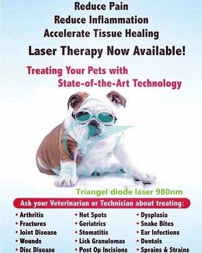 808nm and 650nm Veterinary Cold Laser Therapy Soft Laser Device for Animal