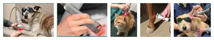 Professional Veterinary Use Cold Laser Diode Laser 980nm Vet and Larger Animals Therapeutic Lase Rlow Level Laser Therapy Device