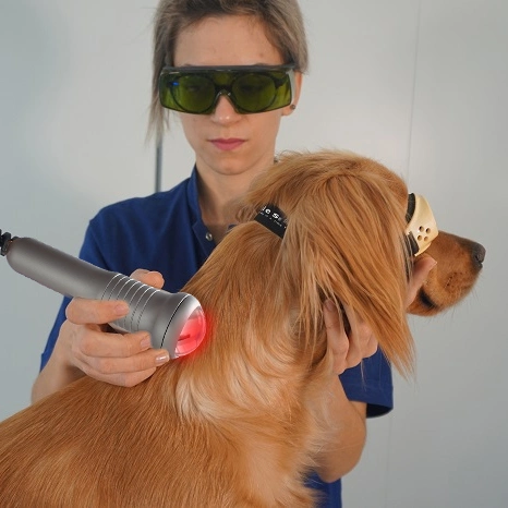 Professional Veterinary Use Cold Laser Diode Laser 980nm Vet and Larger Animals Therapeutic Lase Rlow Level Laser Therapy Device