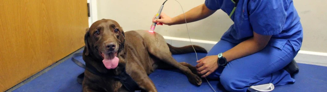 60 Watt Laser Therapy Class IV Laser Equipment Chiropractic Laser/ Class IV 980 Laser Pet Therapy