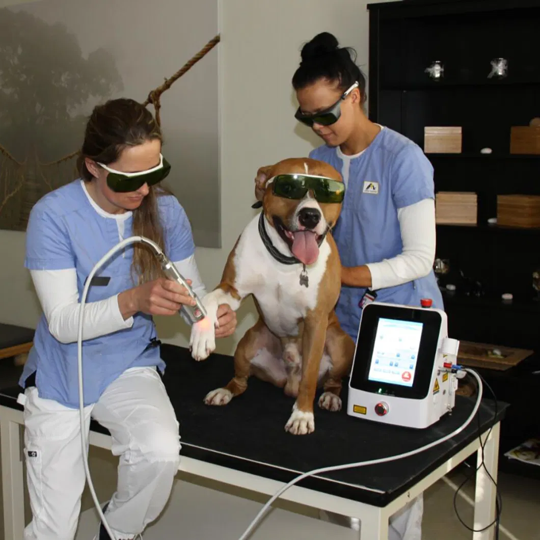 Cold Laser Therapy for Dogs Veterinary Laser Pet Diode Therapy